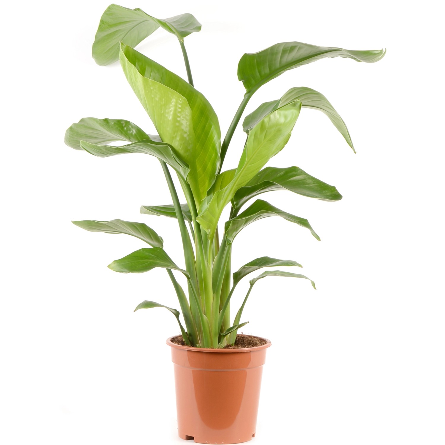 GROW by OBI Strelitzie Höhe ca. 70-80 cm Topf Ø 21 cm  Strelitzia Nicolai