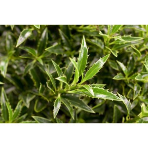 Detailaufnahme der Ilex Aquifolium Myrtifolia Stechpalme mit ihren typischen, stacheligen Blättern.