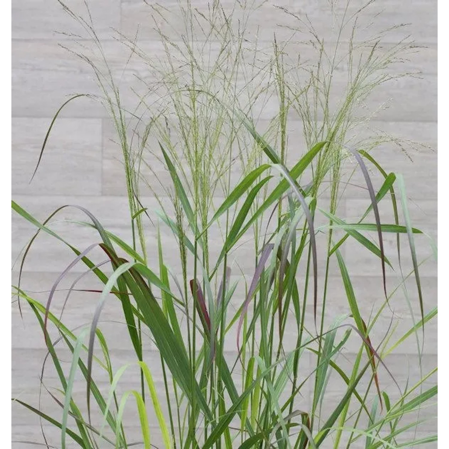 Rutenhirse Squaw - großer Topf - Panicum virgatum