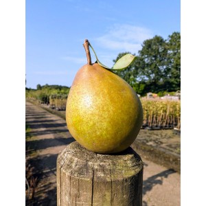 Gellerts Butterbirne auf Holzpfosten. Saftige Birne vom Birnenbaum, goldgelb mit Blatt.