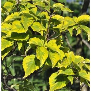 Blumenhartriegel Celestial Shadow 60-80cm - Cornus florida