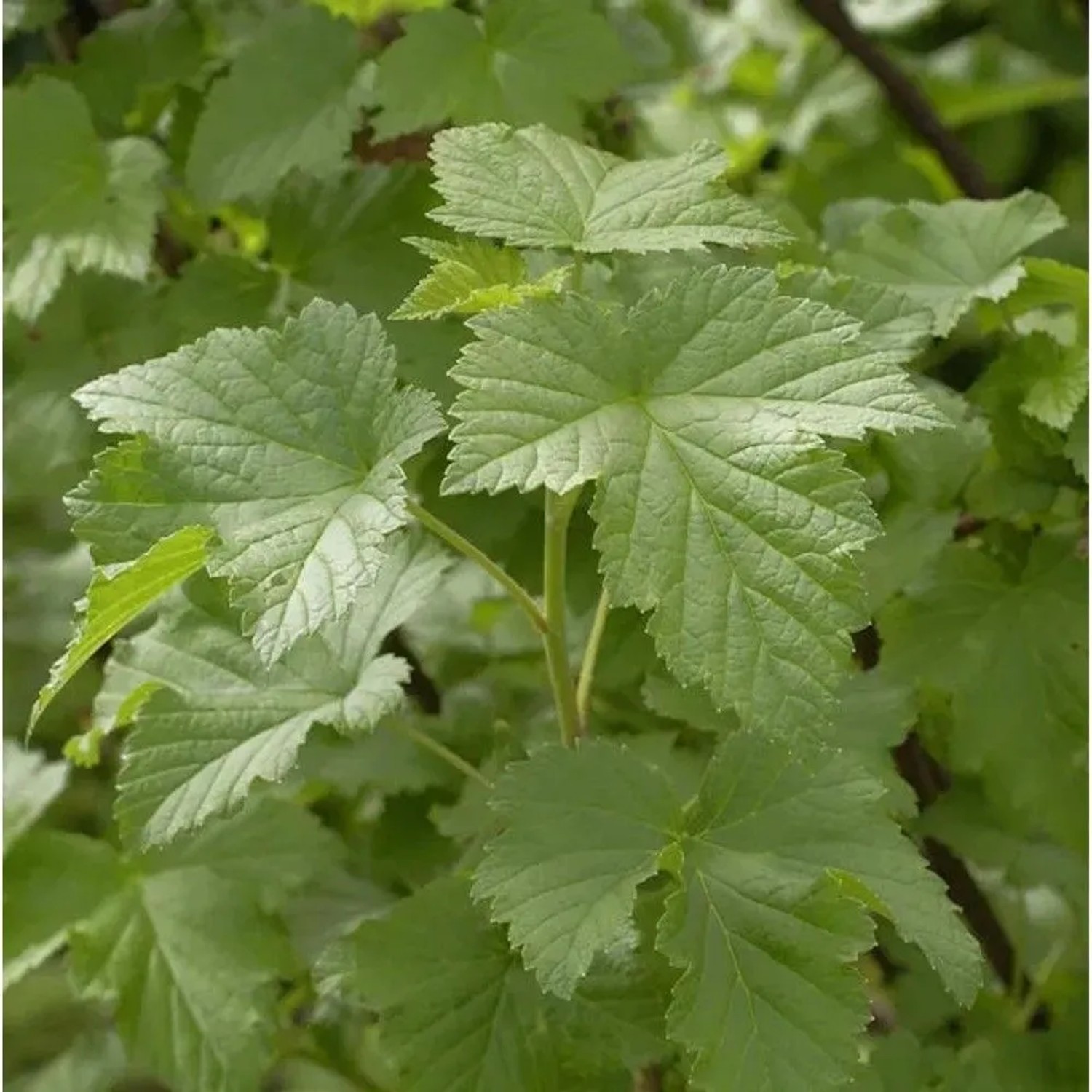 Schwarze Johannisbeere Tsema 40-60cm - Ribes nigrum