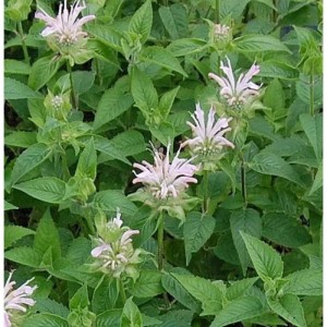 Foto der Indianernessel 'Fishes' (Monarda fistulosa) mit zarten, hellrosa Blüten und grünen Blättern.