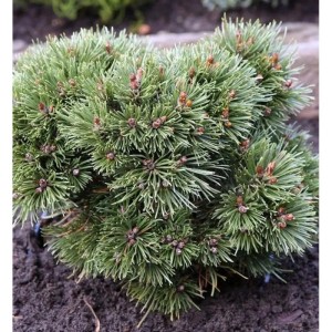 Zwerg Kugelkiefer 'Heideperle', ca. 20-25 cm hoch, im Gartenbeet.
