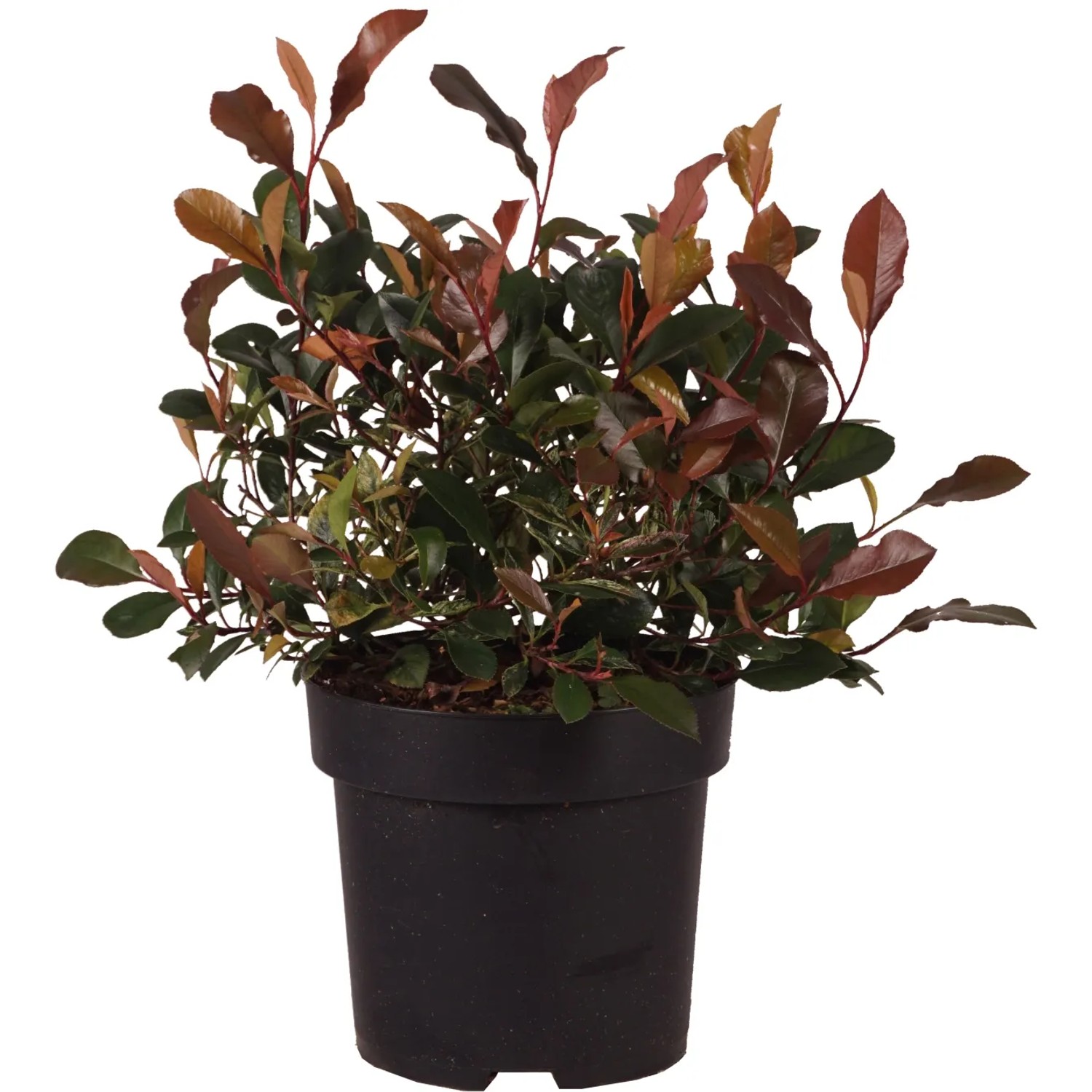 Zu Jeddeloh Pflanzen Glanzmispel Kugel Photinia fraseri 20 cm 2,8 l kaufen  bei OBI