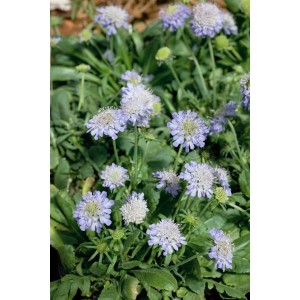 Nahaufnahme der zartblauen Japanischen Skabiose (Scabiosa japonica var. alpina) im 9x9 cm Topf.