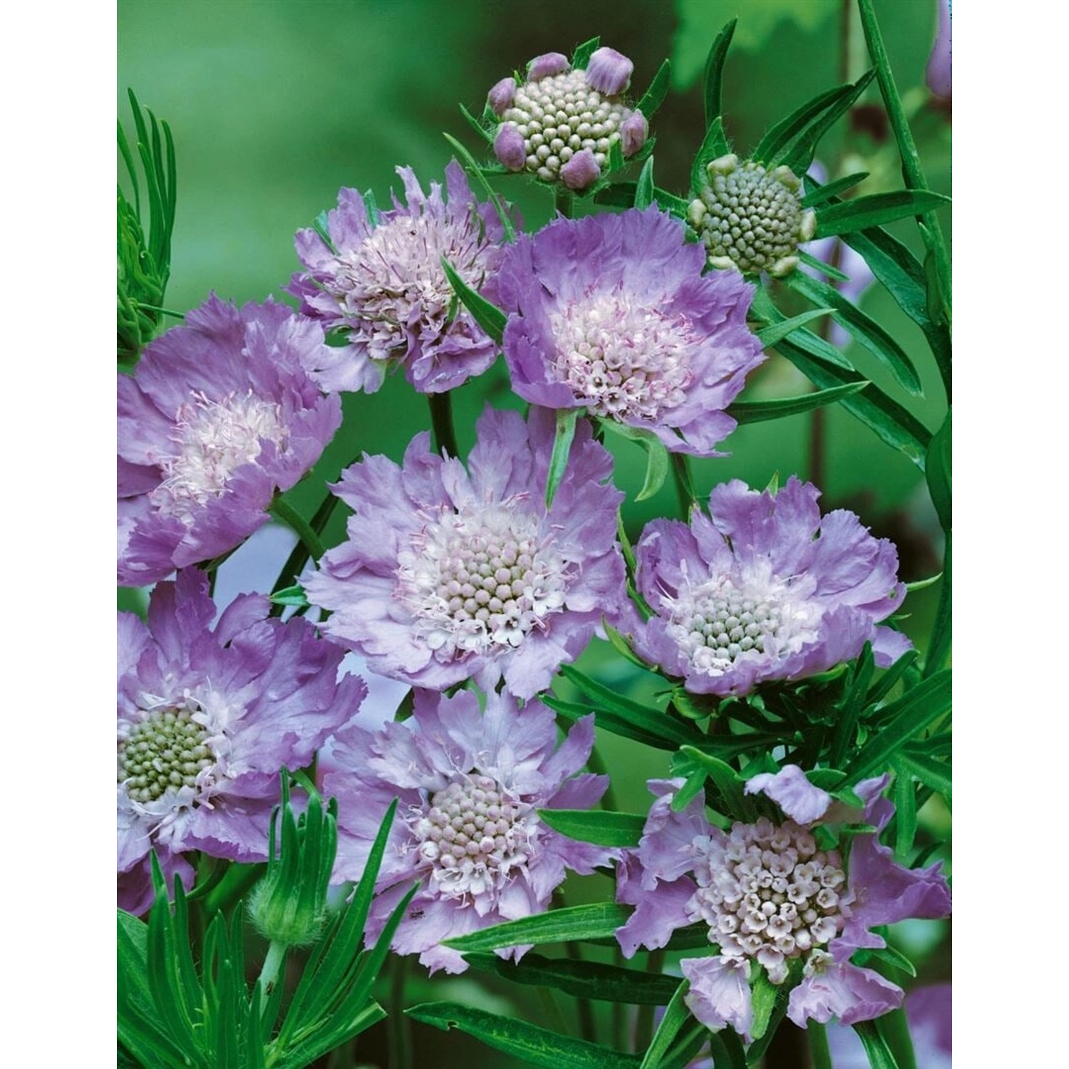 Scabiosa Caucasica Perfecta Kaukasus-Skabiose Ca. 9x9 cm Topf günstig online kaufen