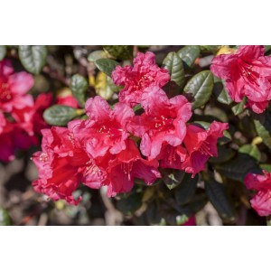 Leuchtend roter Rhododendron Repens Abendrot mit grünen Blättern.