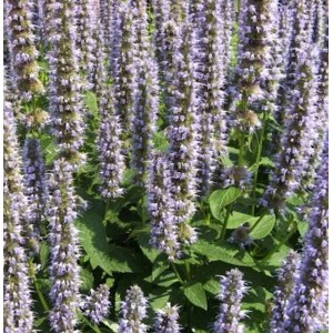 Blühende Mexikonessel (Agastache foeniculum), eine dekorative Staude für den Garten.