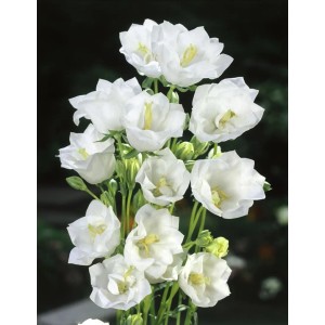 Nahaufnahme der weißen Pfirsichblättrigen Glockenblume (Campanula persicifolia 'Grandiflora Alba').