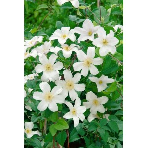 Nahaufnahme der weißen Clematis Viticella Huldine Waldrebe mit grünen Blättern.