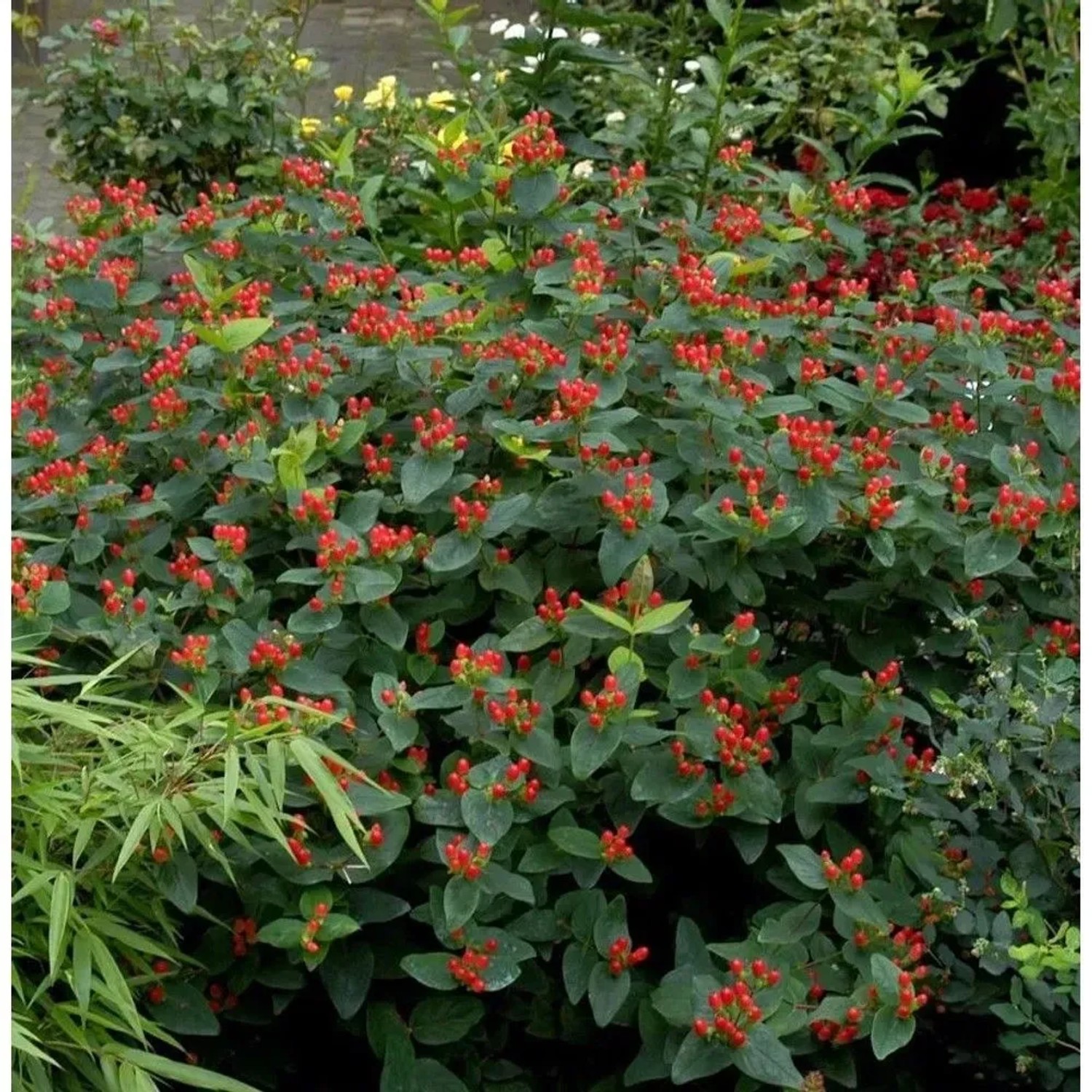 Johanniskraut 'Magical Red' Staude, 20-30cm hoch, mit roten Beeren im Garten.
