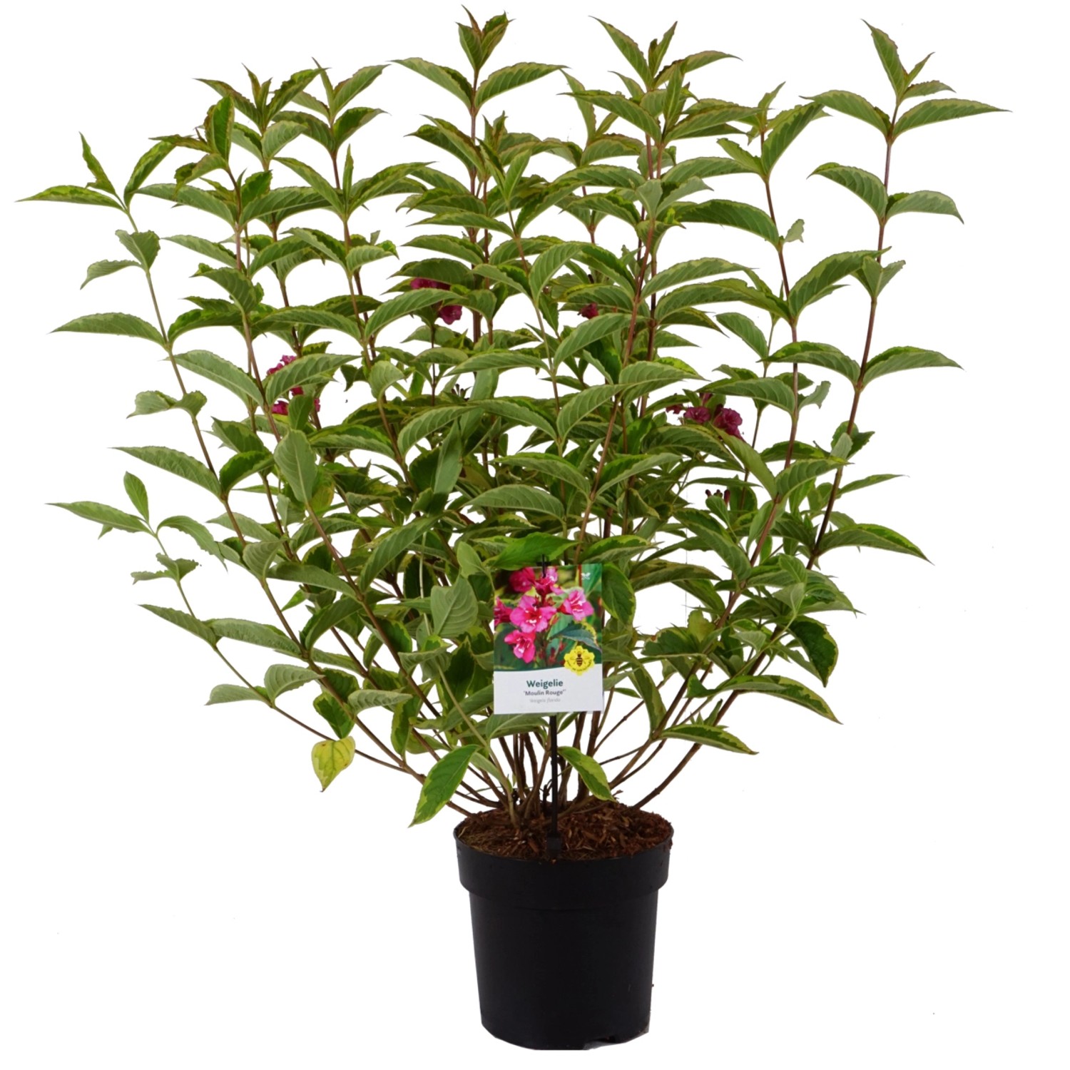 Weigelie Moulin Rouge Höhe ca. 50-60 cm Topf ca. 6 l Weigela florida günstig online kaufen