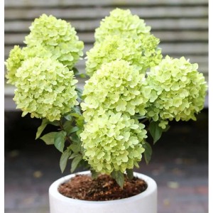 Rispenhortensie Candle Light 60-80cm - Hydrangea paniculata