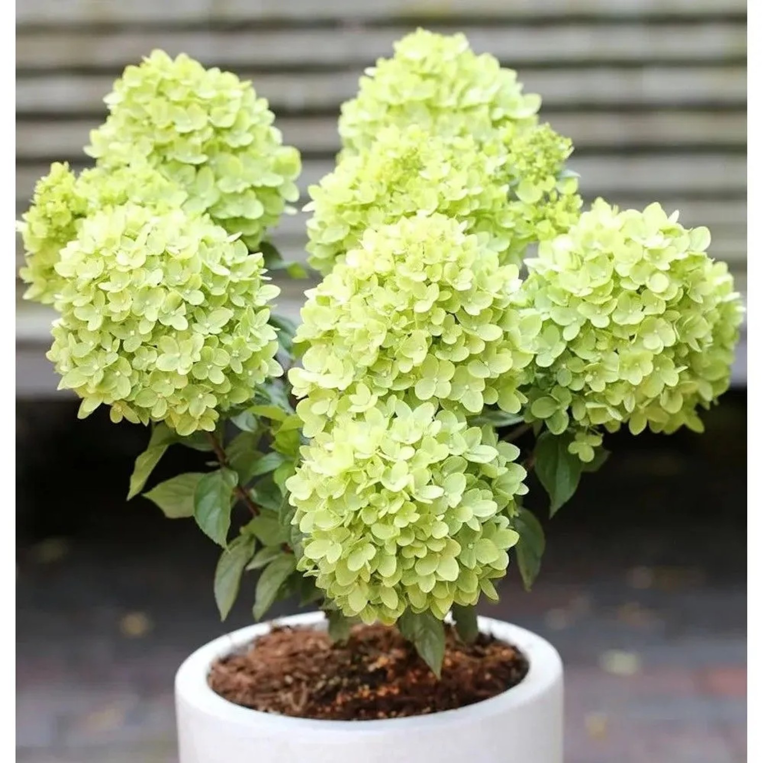 Rispenhortensie Candle Light 60-80cm - Hydrangea paniculata