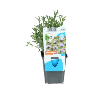 Englische Wasserminze Rosa im Topf, eine robuste Teichpflanze für Ufer- und Feuchtzonen.