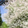 Salix Integra Hakuro Nishiki: Japanische Weide mit buntem Laub im Garten.