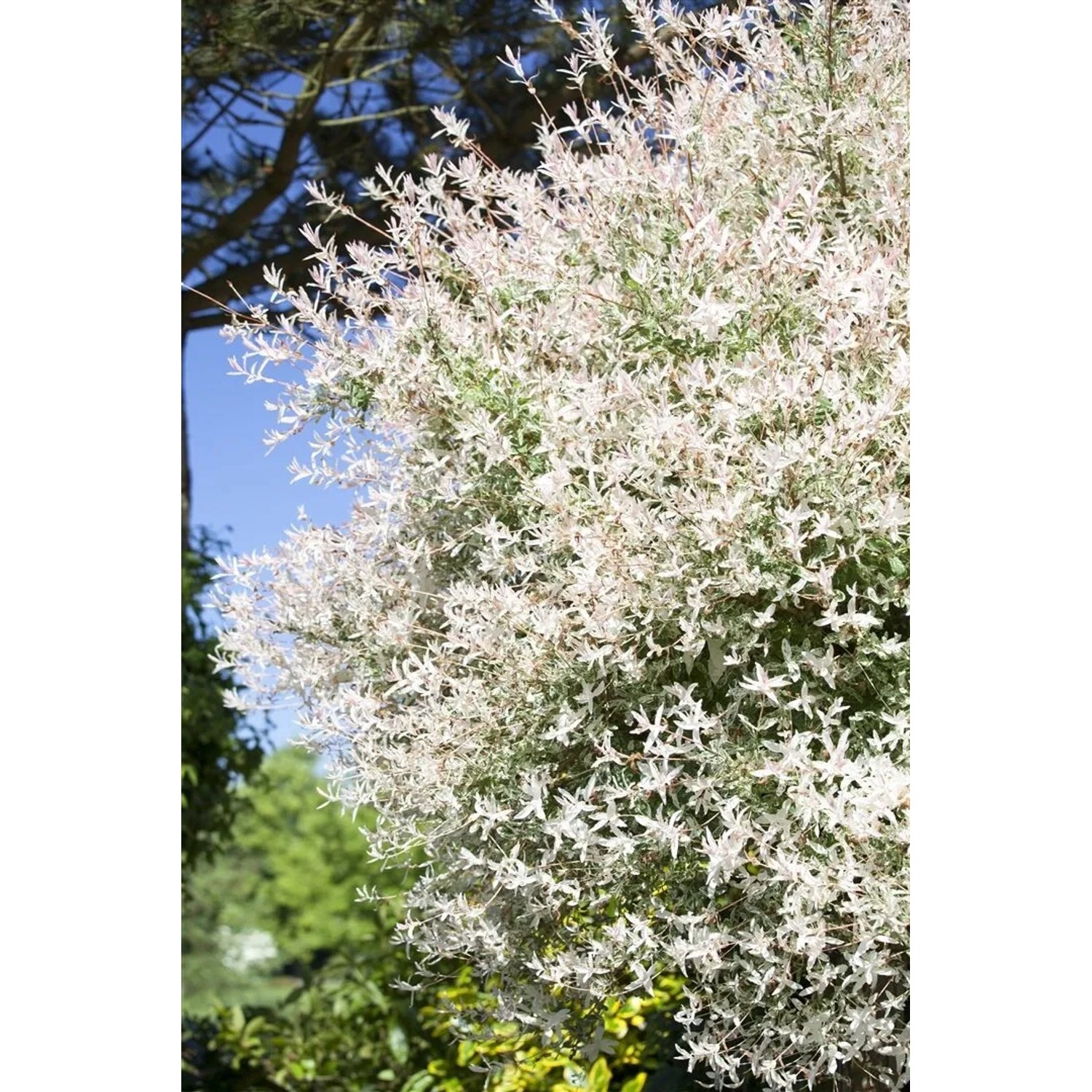 Salix Integra Hakuro Nishiki: Japanische Weide mit buntem Laub im Garten.