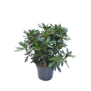 Alpenrose Madame Masson im Topf, ca. 30-40 cm hoch. Rhododendron mit grünen Blättern.