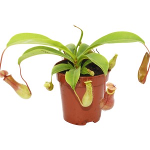 Kannenpflanze (Nepenthes) im braunen Topf, Topf-Ø ca. 9 cm. Fleischfressende Pflanze mit grünen Blättern und Kannen.