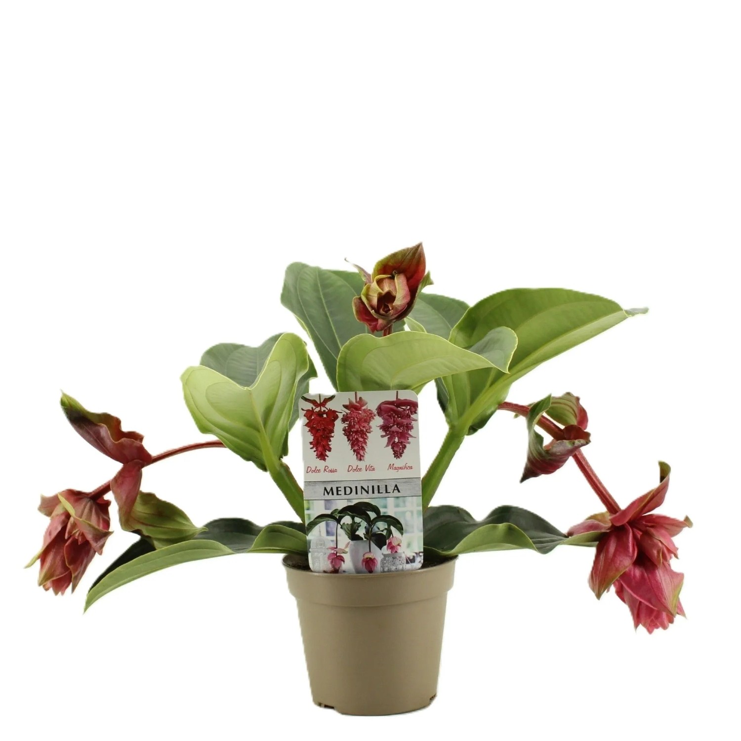 Pracht-Medinille "Picc Dolce Rossa" Topf-Ø ca. 14 cm