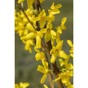 Nahaufnahme der leuchtend gelben Blüten einer Forsythia Lynwood Gold (Goldglöckchen) am Strauch.