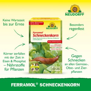 Neudorff Ferramol Schneckenkorn 1kg: Packung mit Schnecke auf Salatblatt. Regenfeste Schneckenbekämpfung für den Garten.