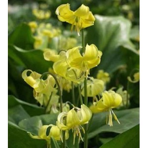 Gelbe Stern Hundszahn Lilie 'Pagode' (Erythronium tuolumnense) im Detail.