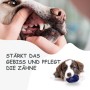 Hund mit Kauspielzeug Ball zur Zahnpflege und Gebissstärkung.
