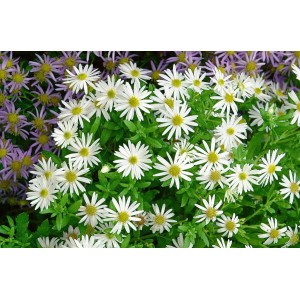 Herbstaster 'Nanus' im 9x9 cm Topf: Kompakte Staude mit weißen Blüten und gelber Mitte, ideal für Beete.