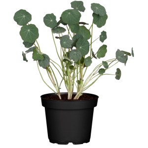 Kapuzinerkresse im Topf, ca. 40-60 cm hoch. Kletterpflanze mit runden Blättern.