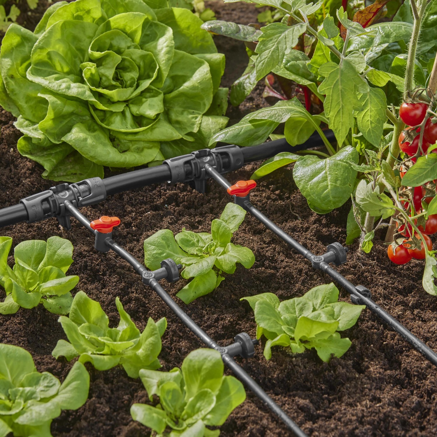 Gardena Reihentropfer druckausgleichend im Einsatz zur Bewässerung von Salat und Tomaten.