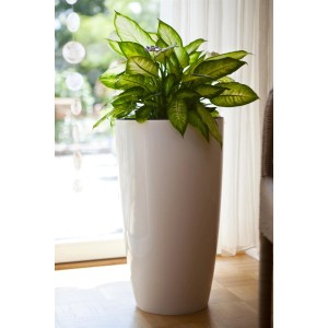 GROW by OBI Kolbenfaden "Lemon Mint" im weißen Topf, ca. 50-55 cm hoch. Dekorative Grünpflanze für Innenräume.