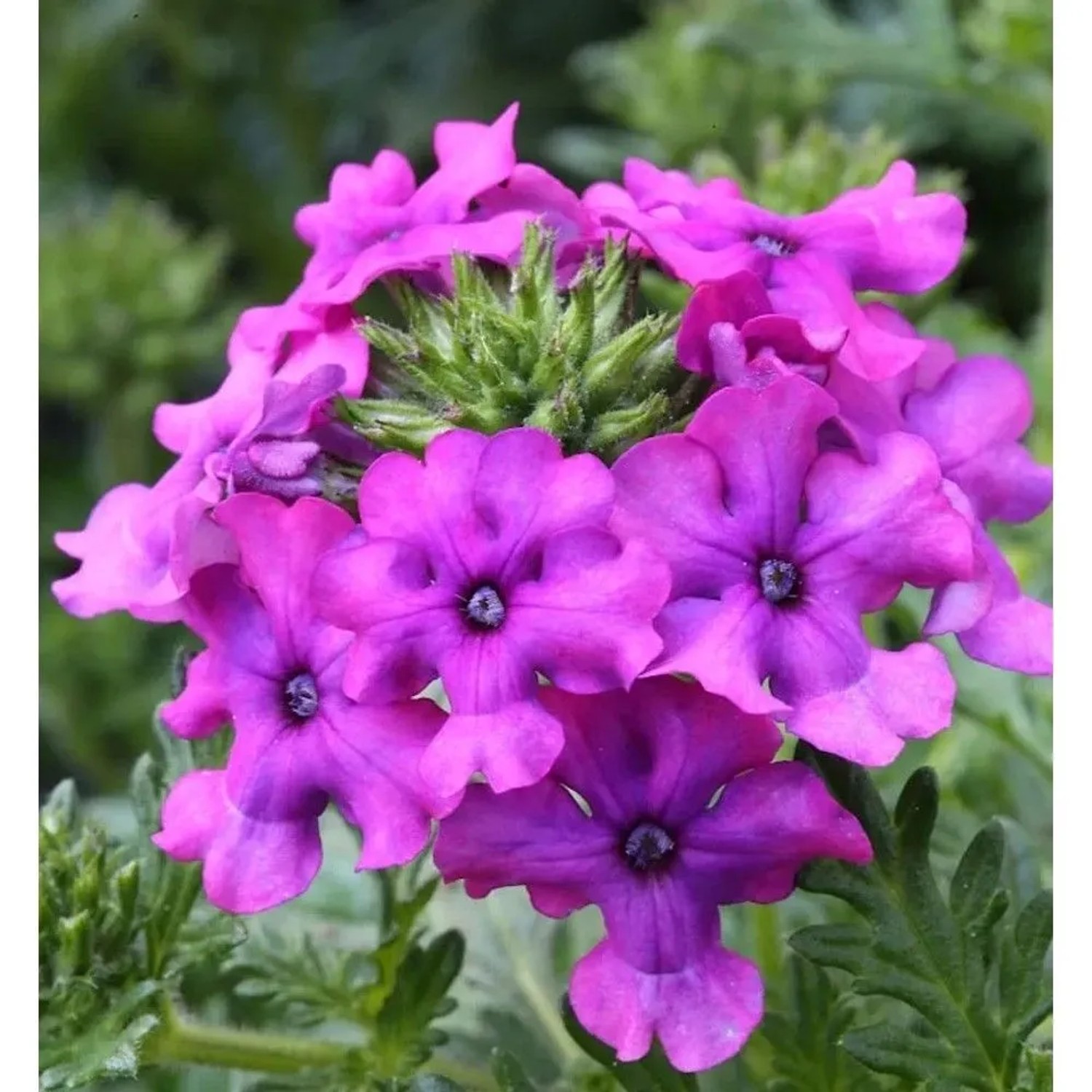 Eisenkraut Muriel - Verbena canadensis