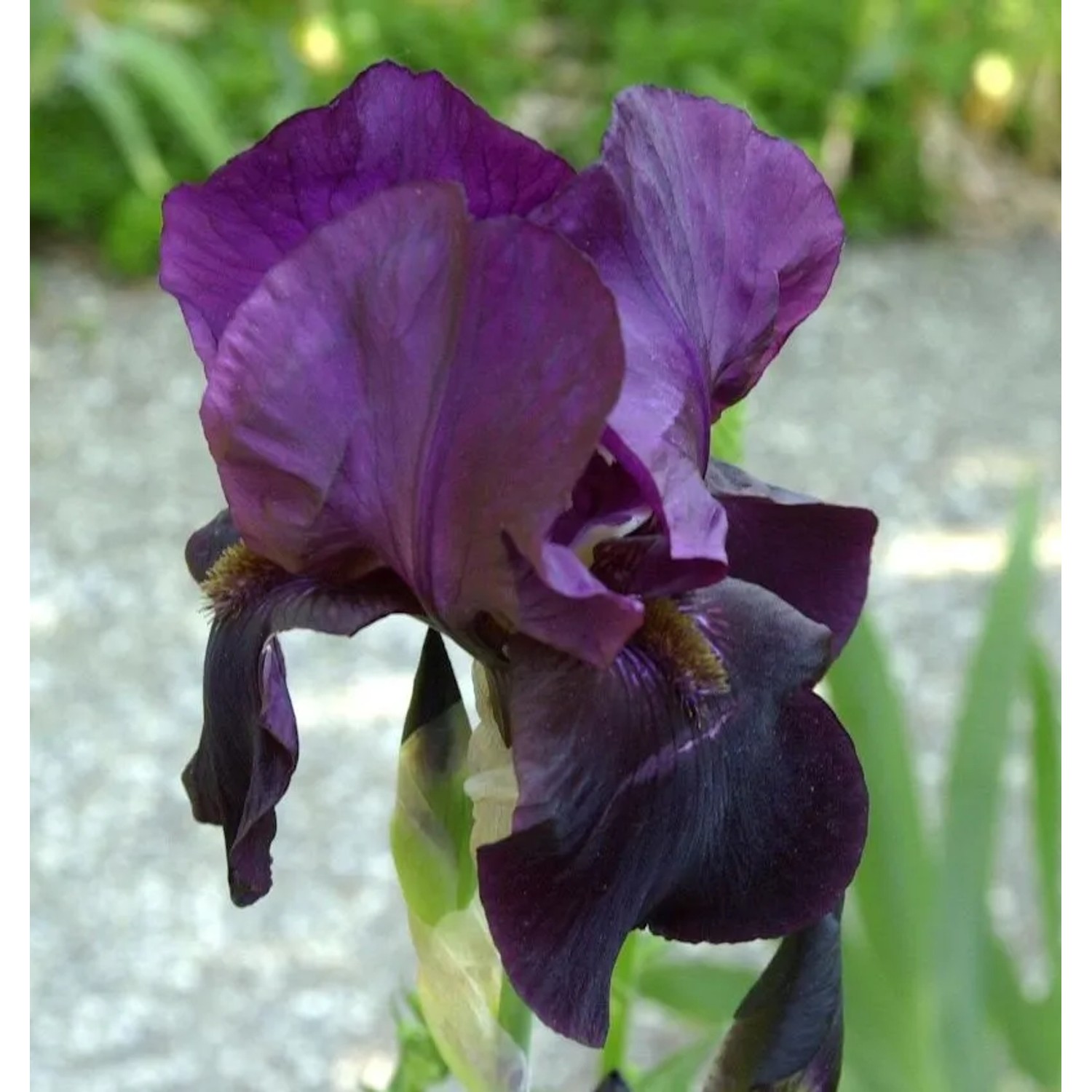 Schwertlilie Night Owl - Iris barbata