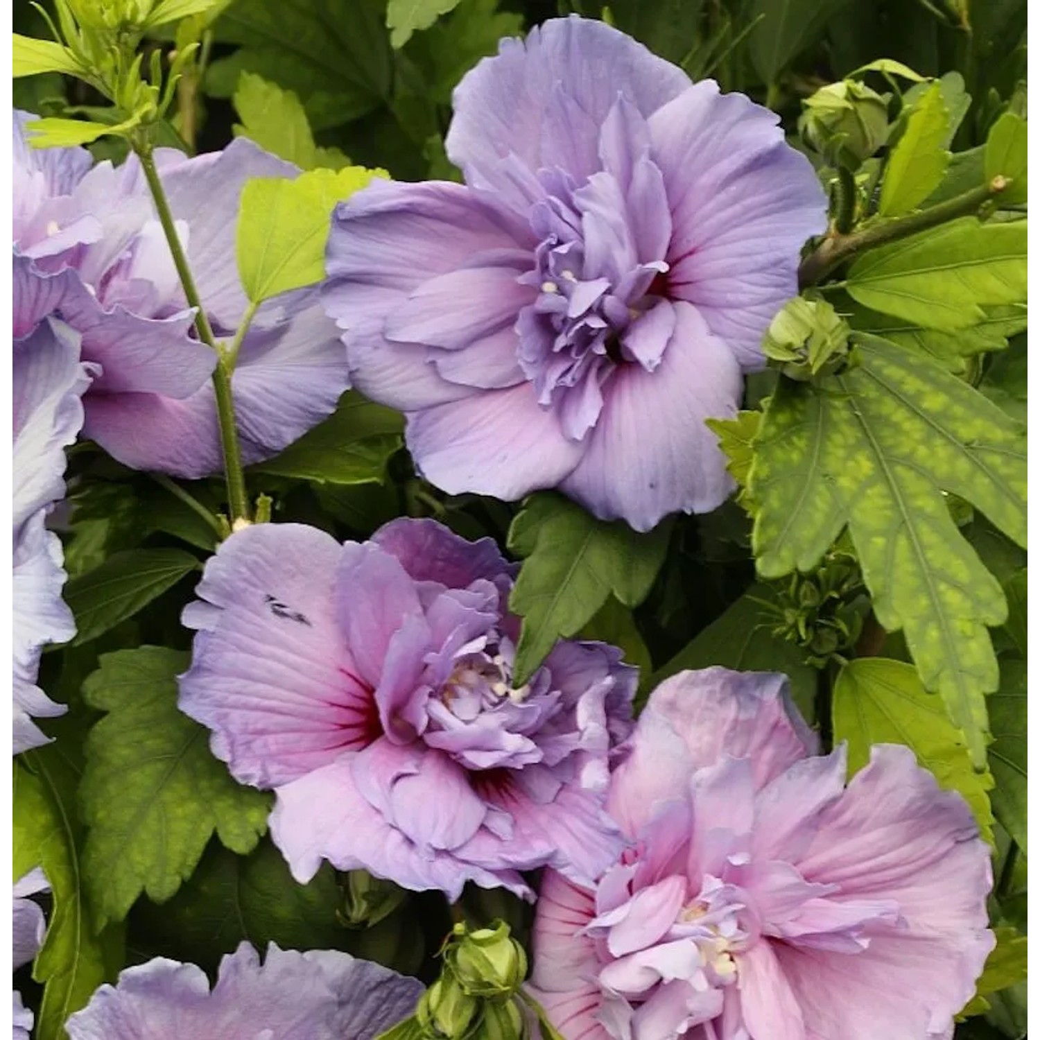 Garteneibisch Blue Chiffon 30-40cm - Hibiscus