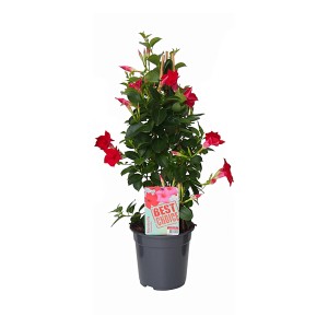 Dipladenie Pyramide im Topf, ca. 75 cm hoch, mit roten Blüten. Blühende Kübelpflanze.