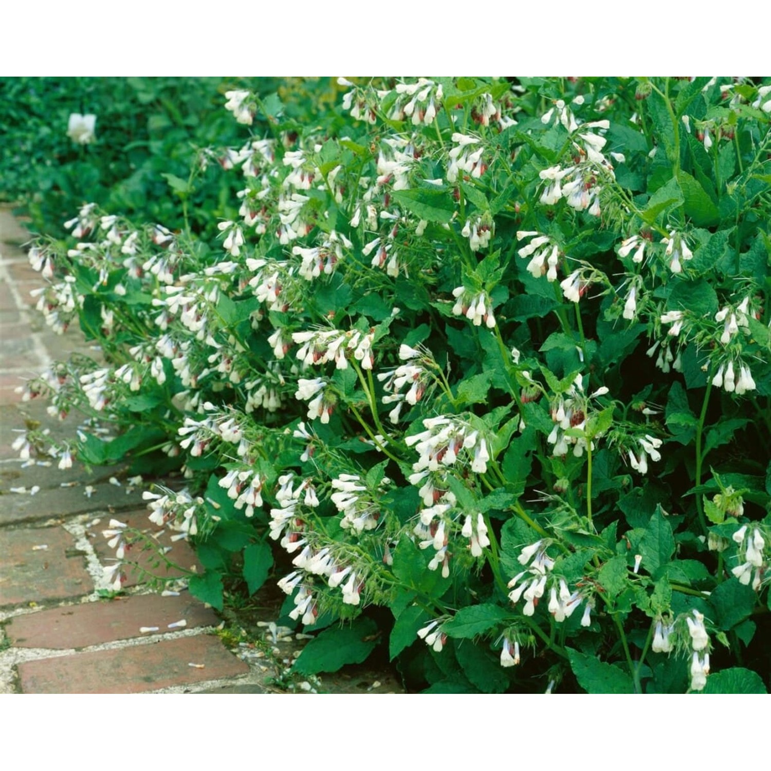 Symphytum Grandiflorum Hidcote Pink Kaukasus Beinwell Ca. 9x9 cm Topf günstig online kaufen