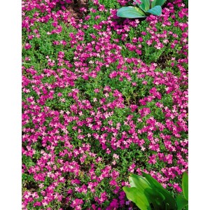 Blühender Rosenteppich Blaukissen mit rosa Blüten als Bodendecker im Garten.