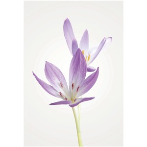 Komar Wandbild: Herbstzeitlose (Autumn Crocus) in Nahaufnahme, 50x70 cm. Elegantes Blumenbild für Ihr Zuhause.
