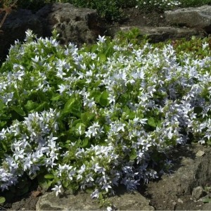 Weiße Glockenblume (Campanula poscharskyana) als Bodendecker im Garten.