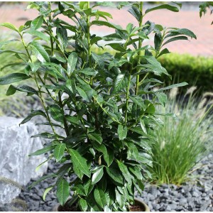 Kirschlorbeer Antonius, 40-60cm, im Topf. Immergrüner Strauch für Garten und Hecke.