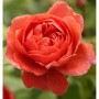 Englische Rose Summer Song 30-60cm