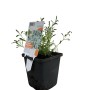 Filziges Hornkraut 'Silberteppich' im Topf, weiße Blüten, silberfarbene Blätter. Ideal für Steingärten.