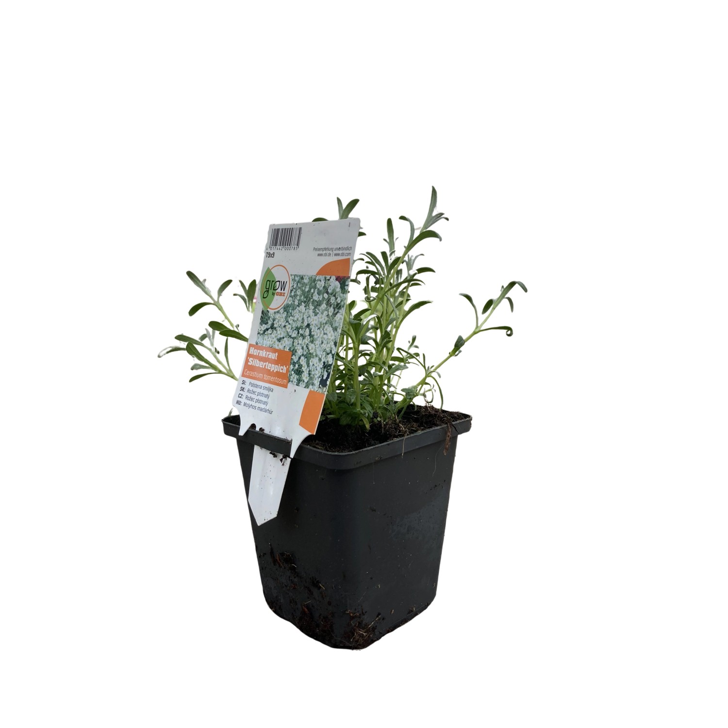 GROW by OBI Filziges Hornkraut Silberteppich Weiß Topf-Ø ca 9 x 9 cm Cerastium