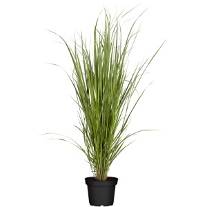 Gräser Mix  T19