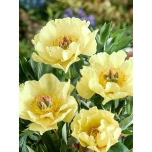 Gelbe Paeonia Garden Treasure Pfingstrose im 5-7,5 Liter Container. Blühende Zimmerpflanze mit grünen Blättern.