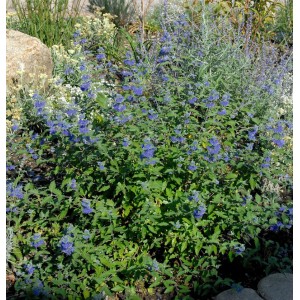 Blühende Bartblume 'Great Blue' (Caryopteris clandonensis) im Garten, blaue Blüten.
