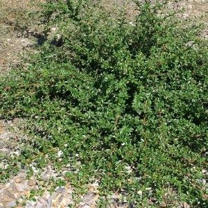 Zwergmispel Cooper (Cotoneaster dammeri), immergrüner Bodendecker für den Garten.