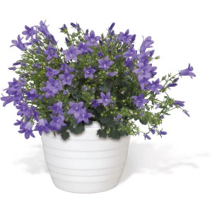Glockenblume Get Mee Blau im weißen Topf, eine dekorative Blühpflanze von GROW by OBI.